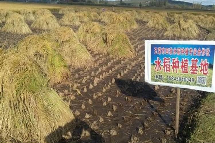 黑龙江五常稻花香在沈阳地区种植如何防止倒伏水稻的田间管理