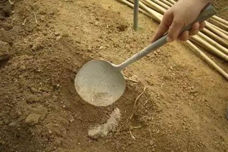 氮肥为主的有机肥是什么肥料