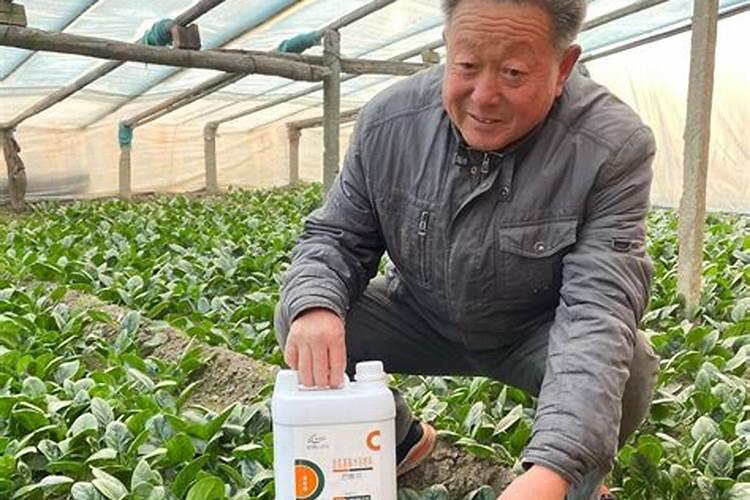 芸苔素内酯可以滴灌冲施吗一亩地冲是多少？