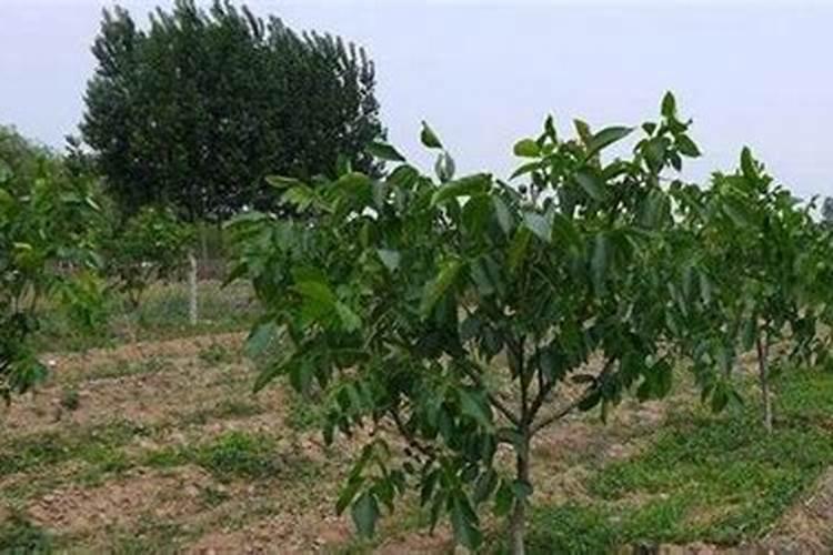 核桃进入硬核期怎样施肥？
