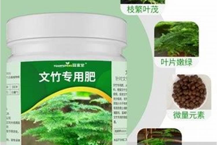 文竹喜欢什么肥料