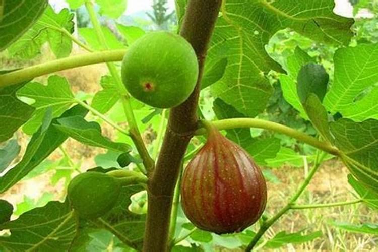 无花果如何施肥