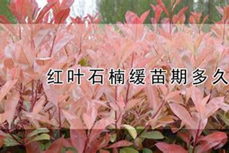 爬月季花的栽培方法 怎么栽培爬墙的月季呢