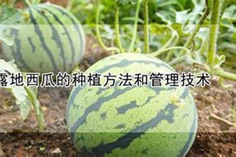 露地西瓜结果期的主要管理措施 西瓜养殖方法总结