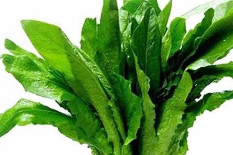 油麦菜用什么肥料好