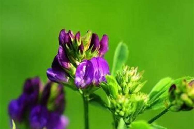 长寿花嫁接长寿花的方法是什么？