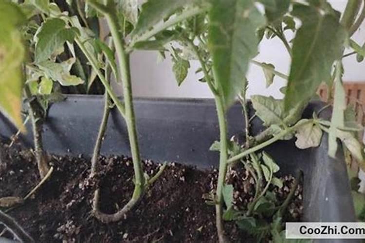 番茄施肥时间及方法番茄什么时候施肥