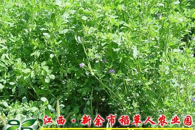 种樱桃萝卜可以施叶面肥吗
