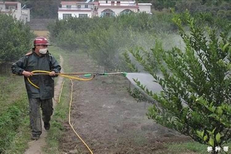 多肉植物长白斑,白斑处凹陷,请问是怎么回事？如何解决？