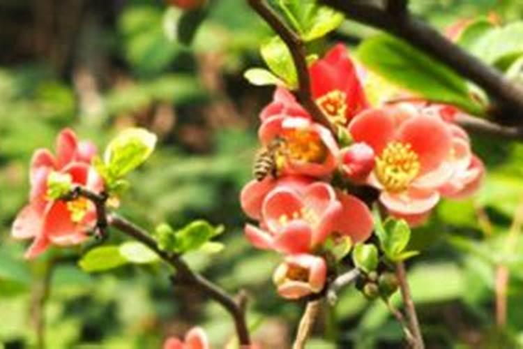 海棠花花蕾时期