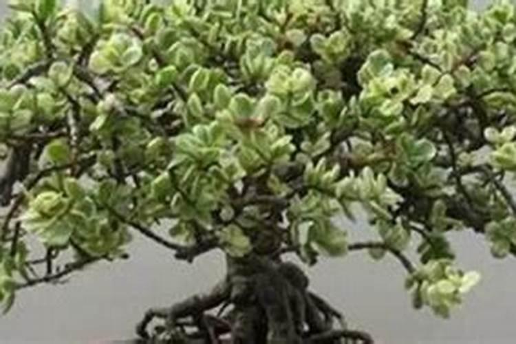 想请问盆景金枝玉叶施什么肥好？有哪些注意事项