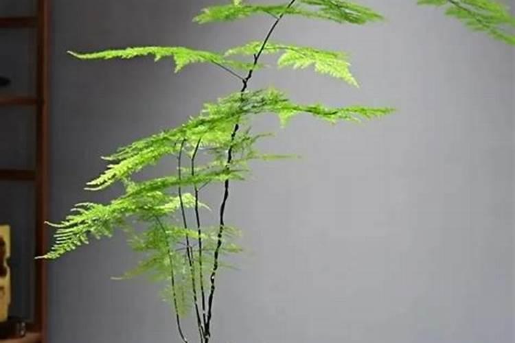 钙镁磷肥使用有什么技巧