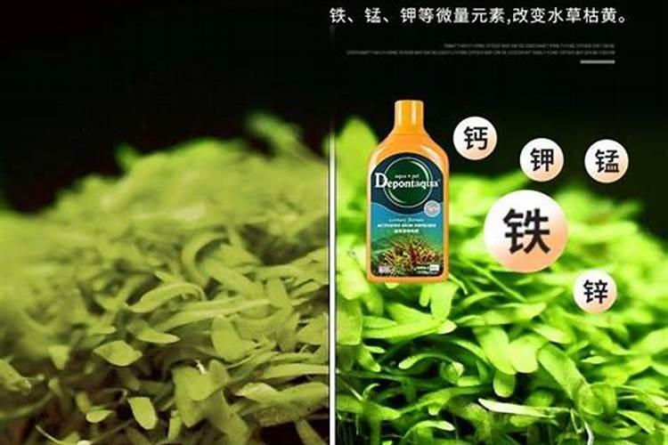 铁树施什么肥最好