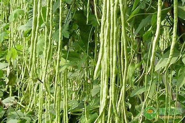 想要大面积种植豆角,豆角的水肥管理技术要点有哪些？