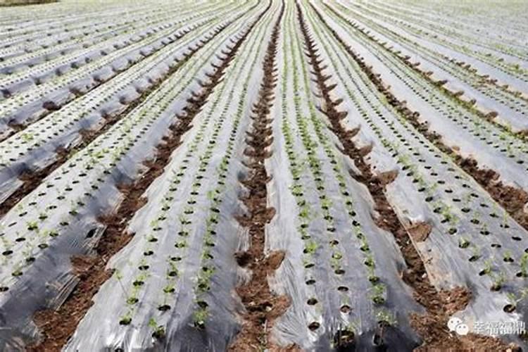 芹菜需要哪种肥料,该怎么施肥才能长好？