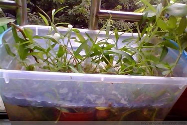 空心菜籽怎么种植