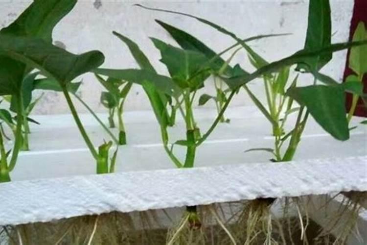 想要空心菜长得快,需要哪些小技巧呢？