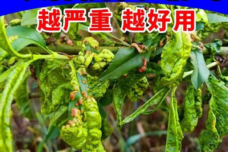 沃柑控梢用钾肥过多有什么后果？