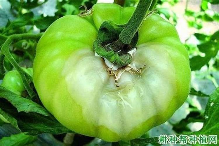 番茄能用腐殖酸低氯肥料吗