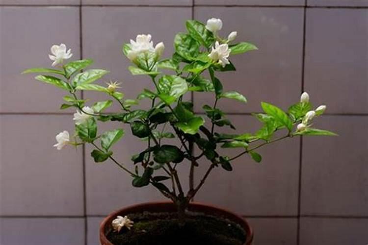茉莉花 不长叶 只开花？