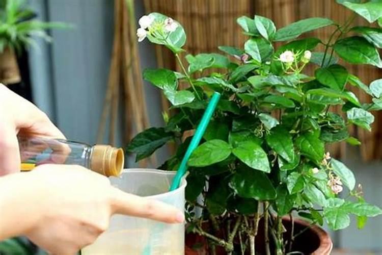 茉莉花为什么只长叶子不开花,让茉莉花年年开花不断的