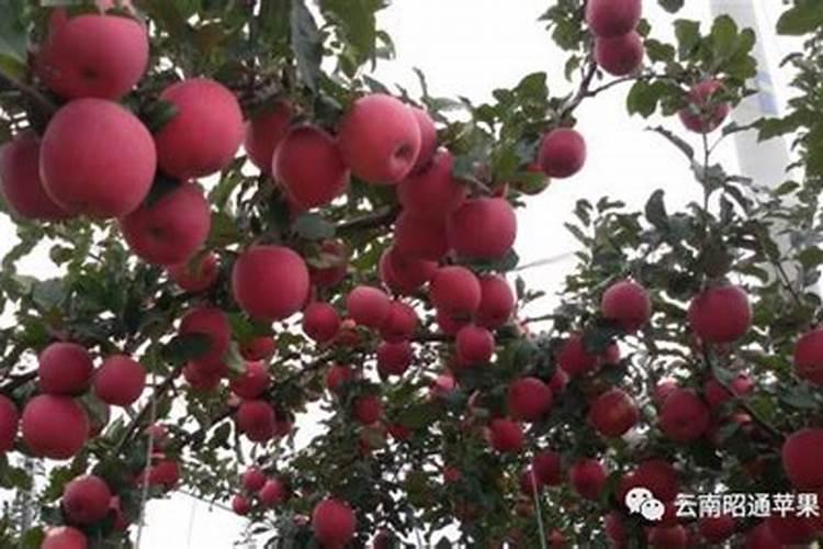 冬季养植长寿花时需要注意哪些问题？