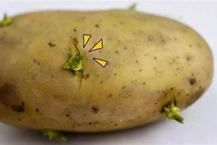 现在这个季节种什么菜最适合？