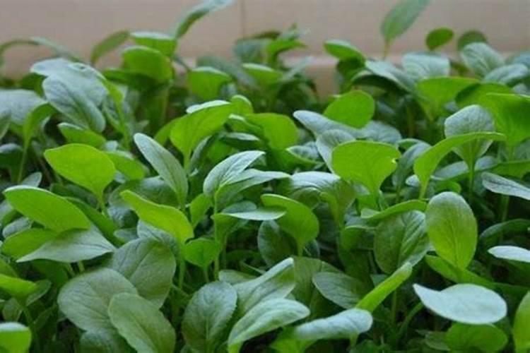给三角梅施肥1克氮磷钾肥配多少倍水