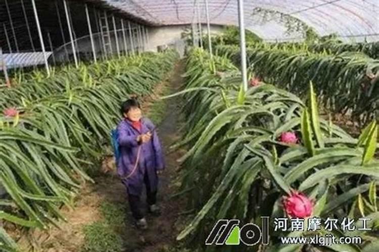 果树冬季怎么施肥