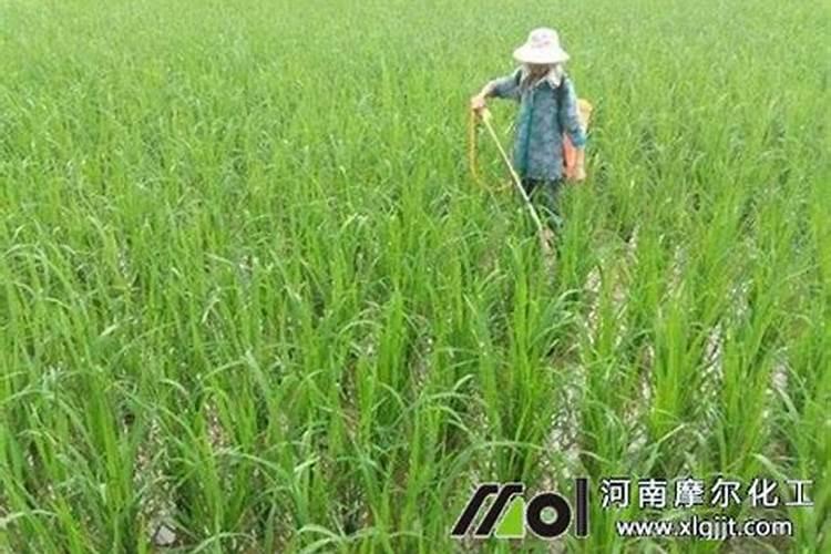 樱桃树冬季施肥方法？