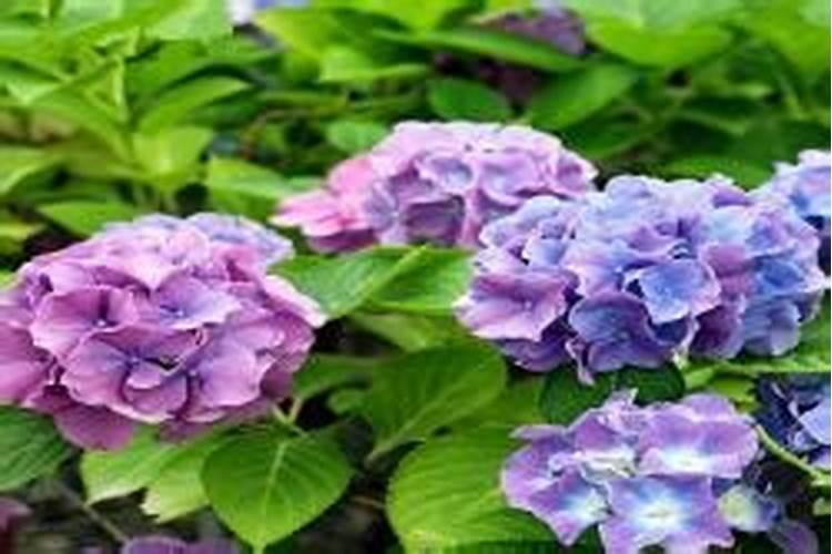 花怎么施肥 花如何施肥