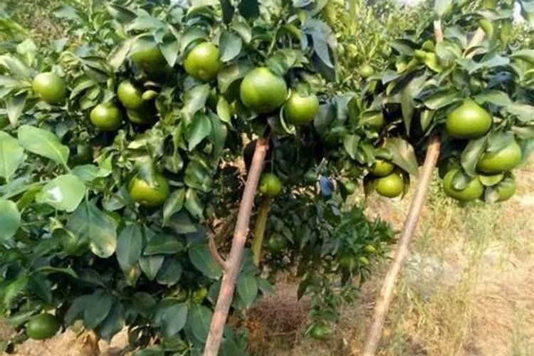 玉米种植后多少天间苗定苗