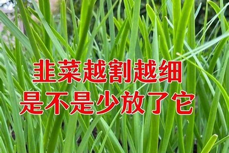 怎样用醋来当叶面肥 有哪些好处