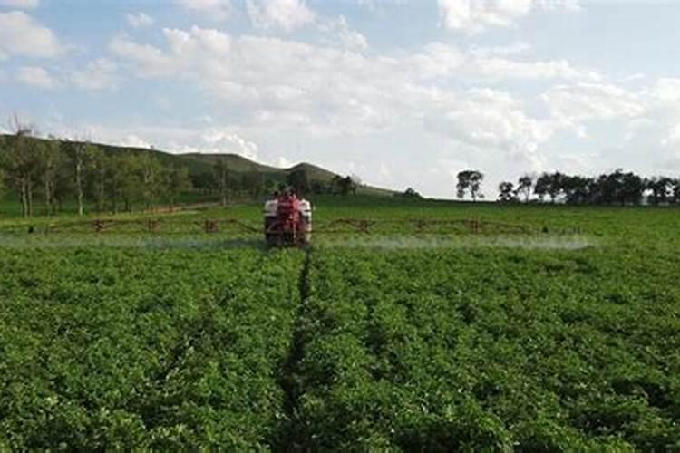 芸苔素内酯使用浓度过高和过低
