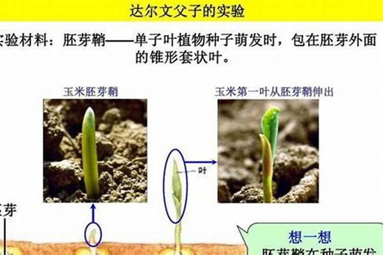 百合花开花后怎么处理,4个要点教你开花后处理方法