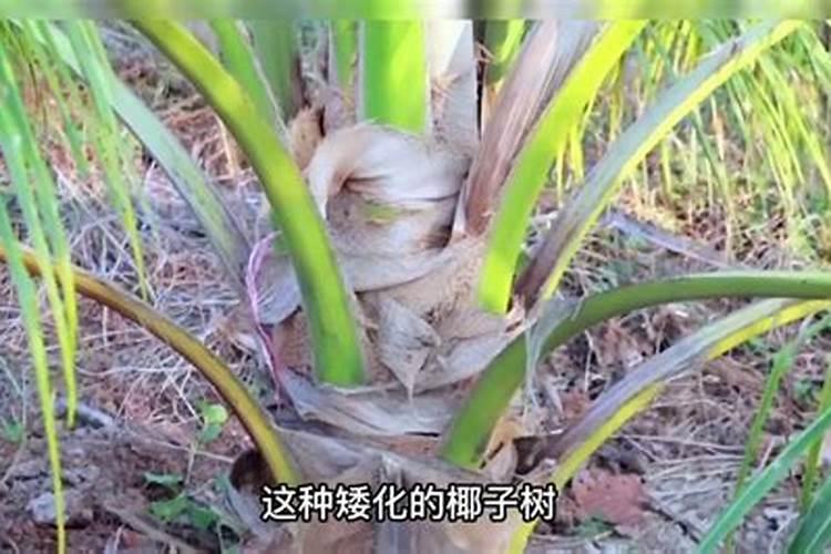 椰子树用什么肥料最好