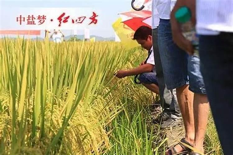 如何给花生追施钙肥？