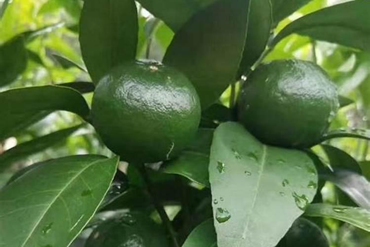 连续下雨后需要给蔬菜施肥吗,用尿素好还是复合肥好