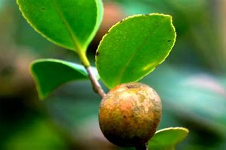 油茶树什么时候施肥