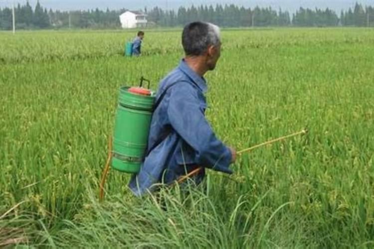 太蒜苗细弱能不能打些叶面肥什么的,能赶上壮苗提高大蒜的产量百度知 ...