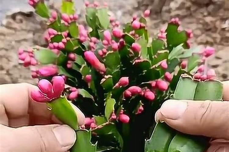 月桂多久浇水 “月桂树浇水频率”