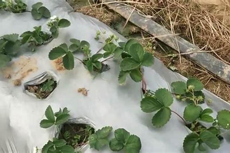 种香蕉用什么肥料最好
