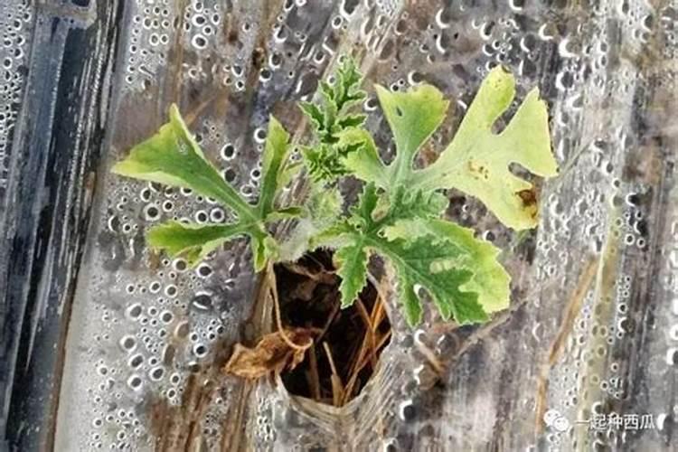 月季花8月能栽活吗