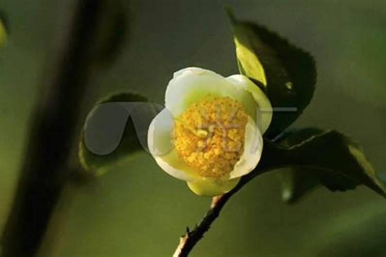 草莓初花期冲什么肥