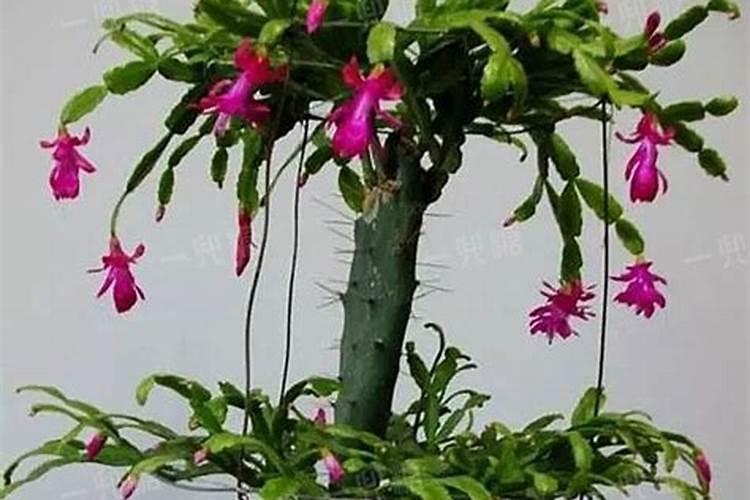 蠏爪兰花怎样栽培 嫁接蟹爪兰的方法