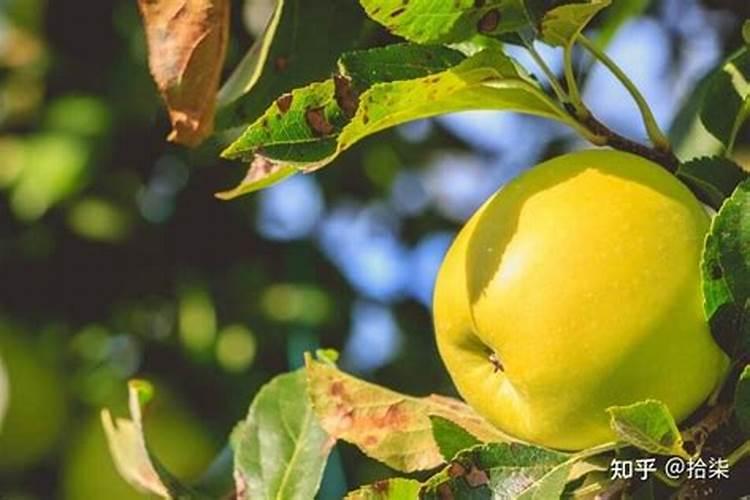 苹果树用什么肥料进行追肥