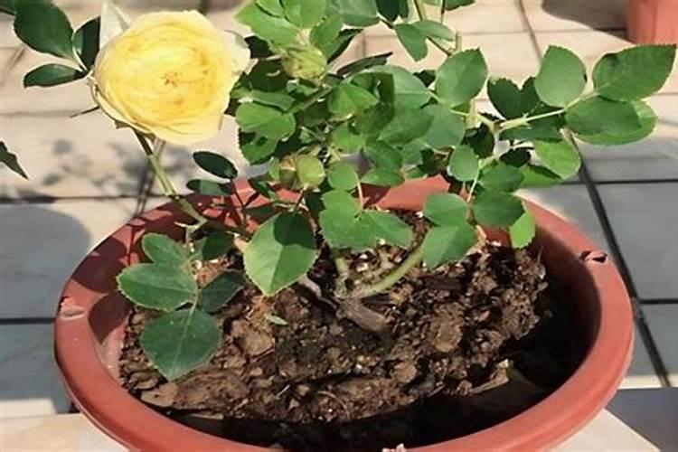 月季花扦插是用什么肥料可以使月季花快速生根呢