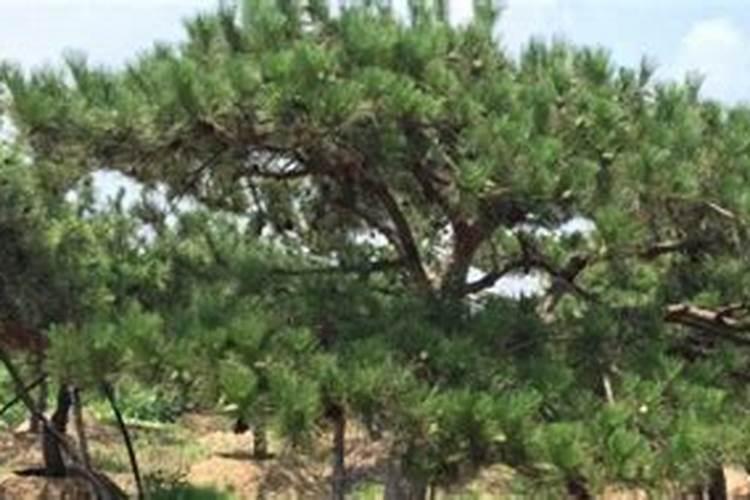 种松树一般施什么肥料