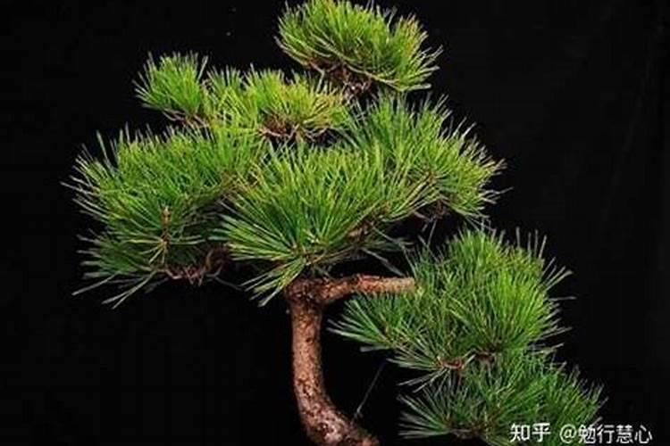 蛇果种植的肥料管理很关键,蛇果种植的肥料管理有哪些？