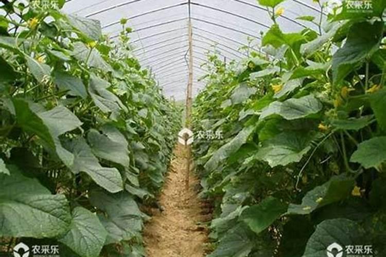 黄瓜花果期应该如何施肥？需要注意什么？
